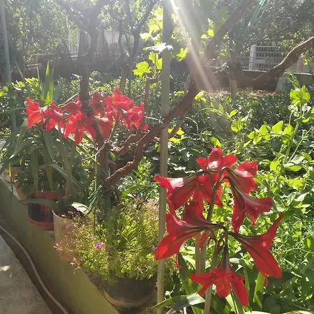 Apartmani Yucca 3* Трогир