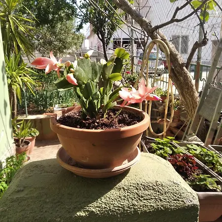 Πανσιόν Yucca 3*